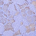Periwinkle 